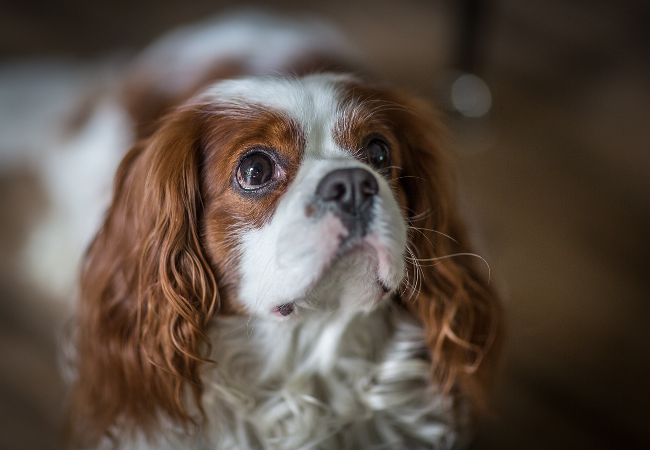 The Friendly Spirit of the Clumber Spaniel